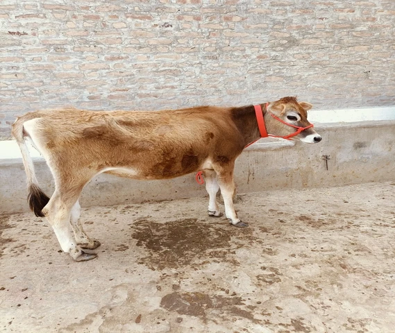 Two Cow calf