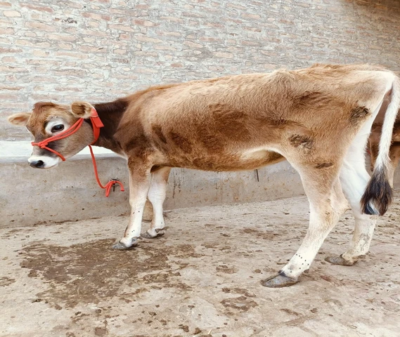 Two Cow calf