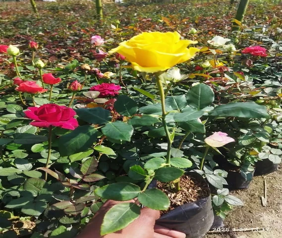 All Flower plants