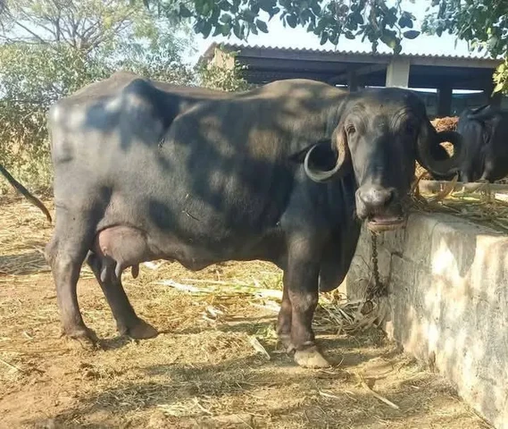 Cow, Buffalo, Bull