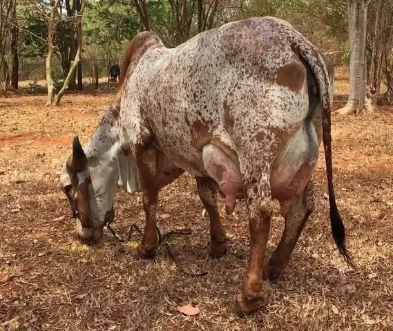 Cow, Buffalo, Bull