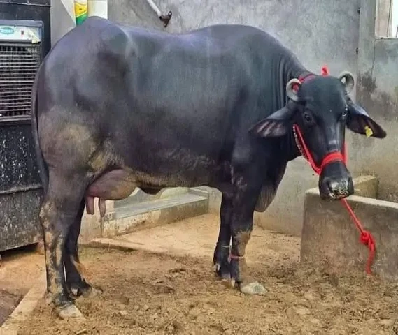 Cow, Buffalo, Bull