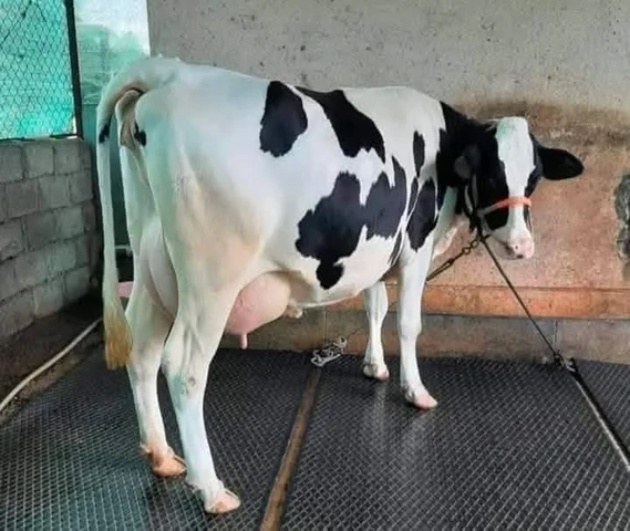 HF, Sahiwal,Jursey,Gir Cow