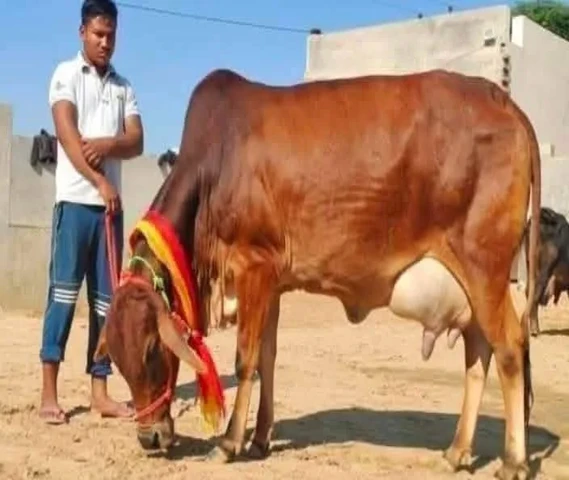 HF, Sahiwal,Jursey,Gir Cow