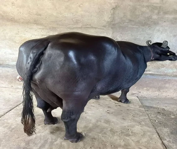 मुर्रा भैंस (Murrah buffalo)