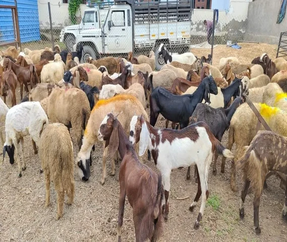 Goats for Sale