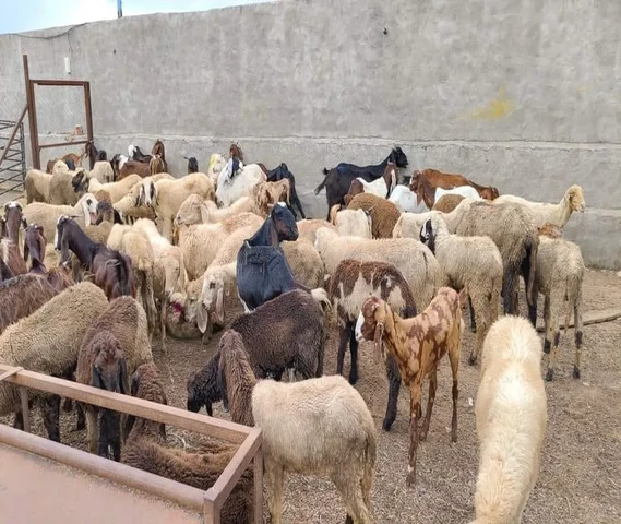 Goats for Sale