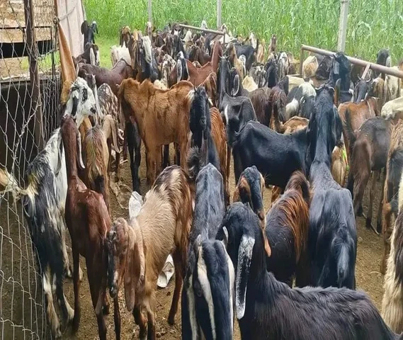 Goats for Sale