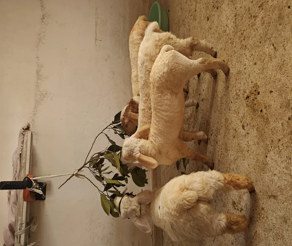 Sheep