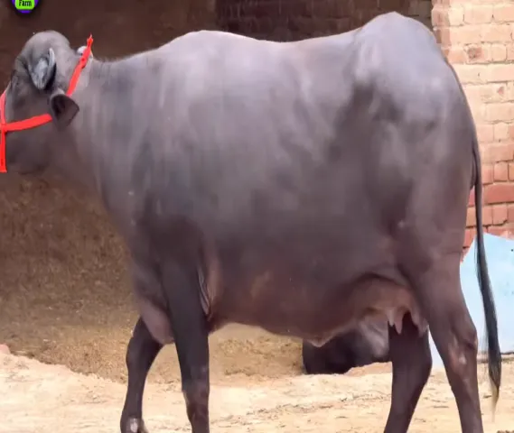 buffalo