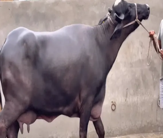 buffalo