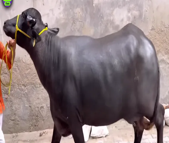 buffalo
