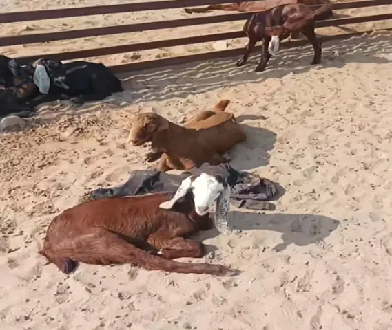 Goat For sale