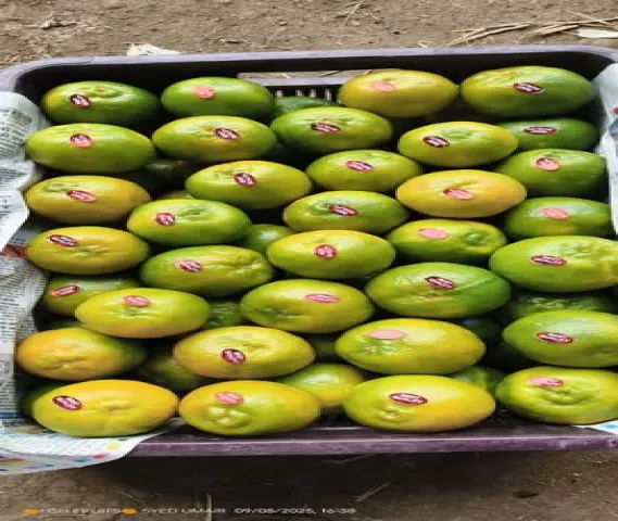 Best Qualitiy Orange