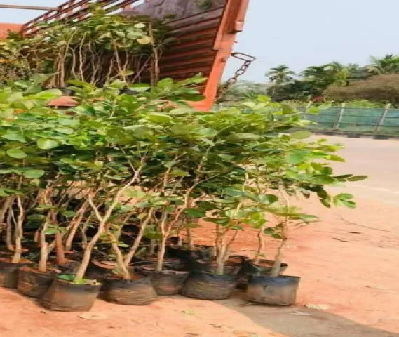 Red Sandalwood Plant