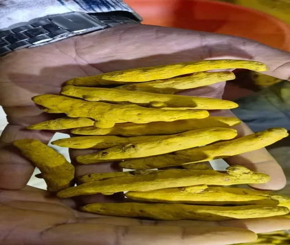 Dry Turmeric