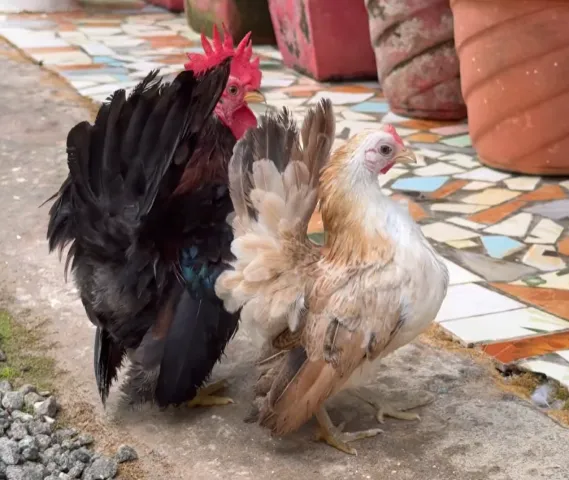 Miniature chicken