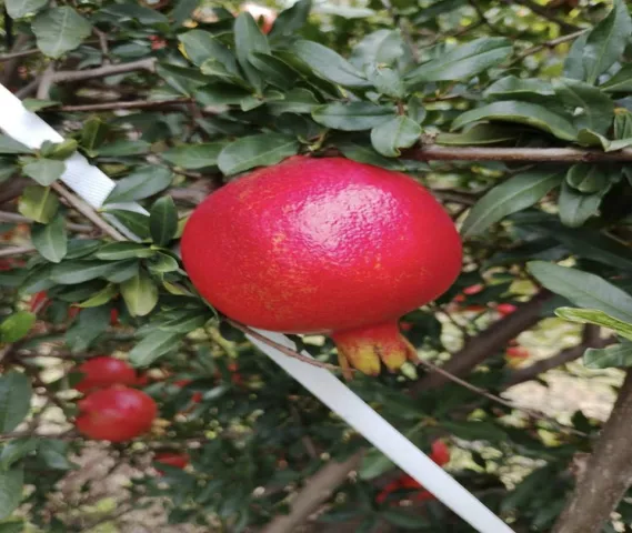 Pomegranate Fruit