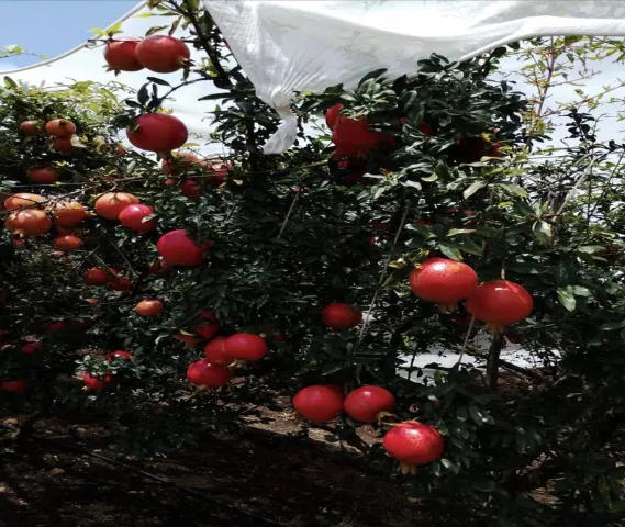 Pomegranate Fruit