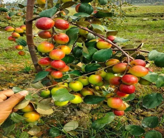 Kashmiri Red Apple Bar Fruit plants