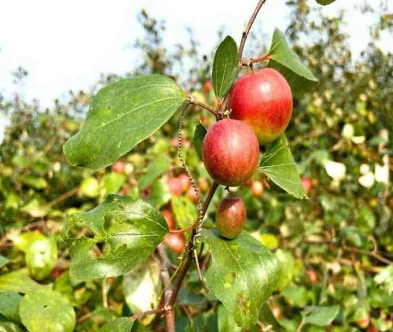 Kashmiri Red Apple Bar Fruit plants