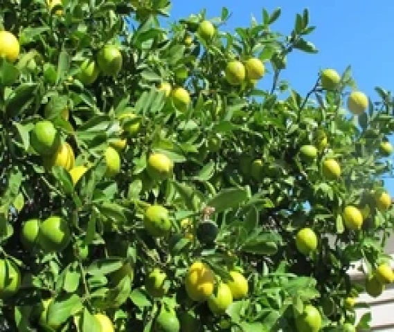 Seedless Lemon