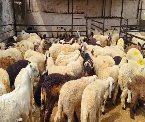 Cutting & Farming Sheep