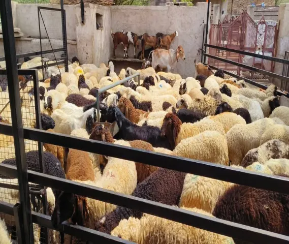 Cutting & Farming Sheep