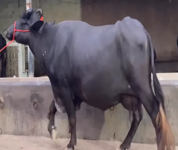 Murrah buffalo