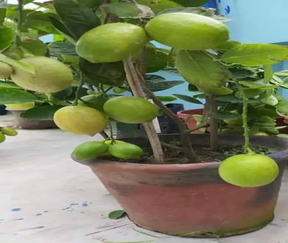 Seedless Lemon Plant
