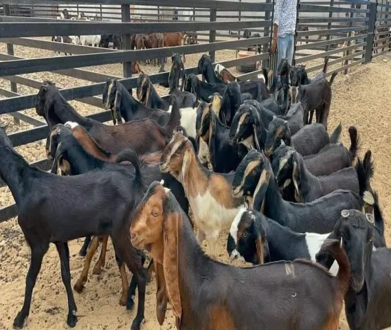 Goat for sale