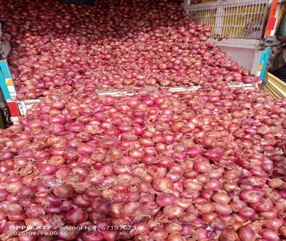 Super Quality Onion