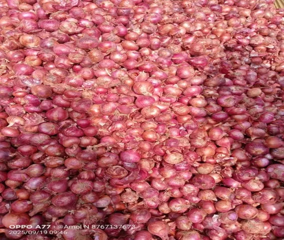 Super Quality Onion