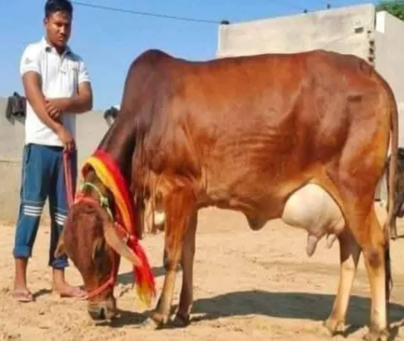 Gir Cow