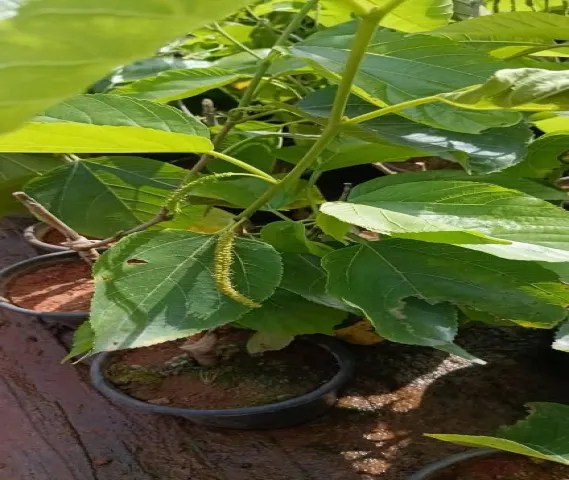 Mulberry Plant