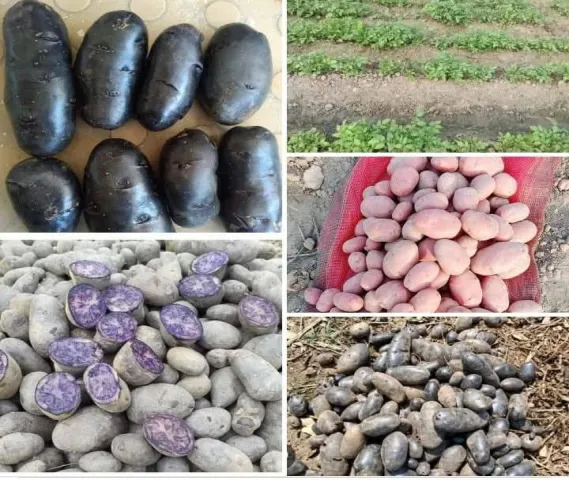 Black & Red Potatoes seeds