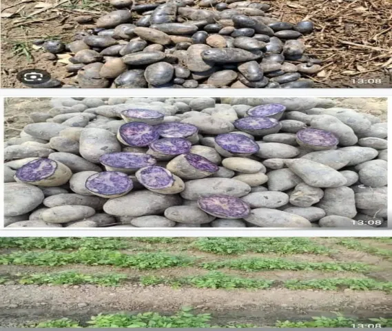 Black & Red Potatoes seeds