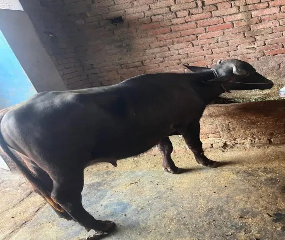 He Buffalo