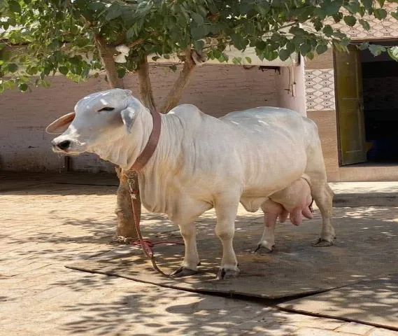 cow