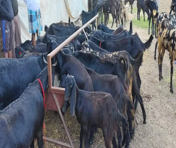 Best goat