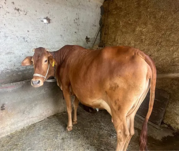 Cow sale