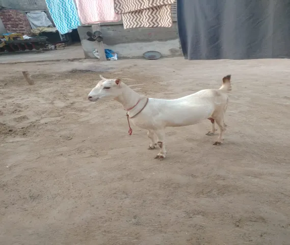 Male goat