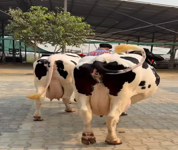 60 लीटर दूध वाली गाय