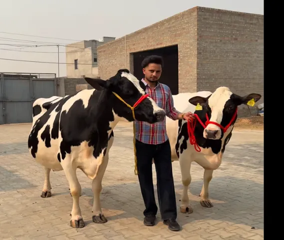 60 लीटर दूध वाली गाय