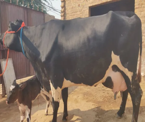 Milk capacity Cow 30 kg