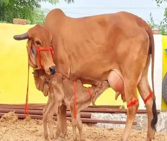 nice cow