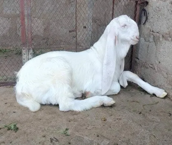 Goat for sale
