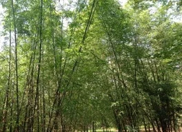 Bamboo