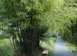 बांस(बम्बू)