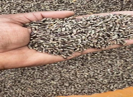 Black wheat